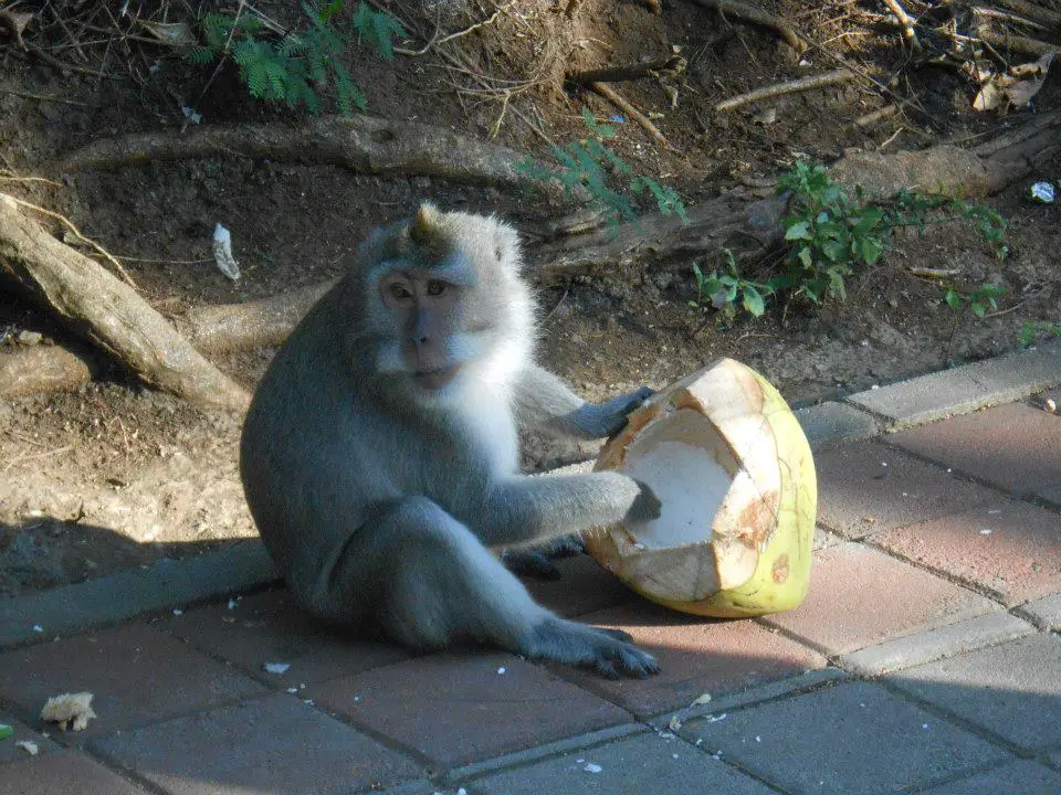 Monkey eating a coconut