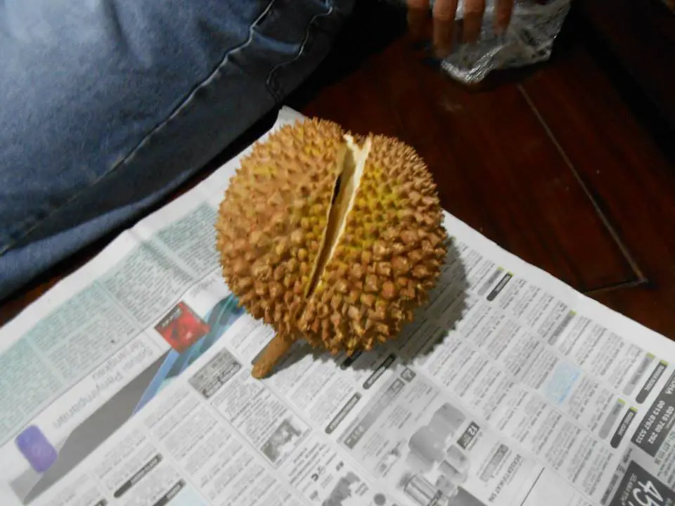 Cracking open a durian fruit
