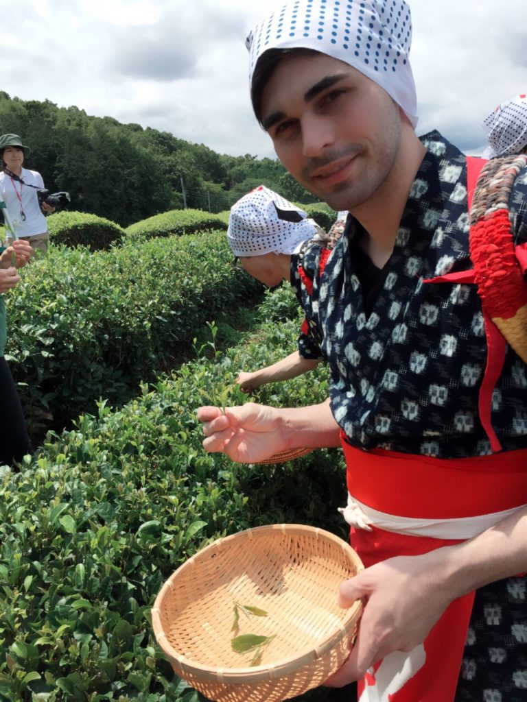 Picking Tea in Shizuoka, Japan