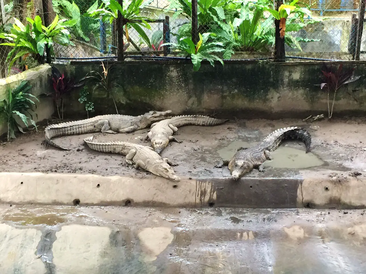 Sandakan crocodile farm things to do in Sandakan