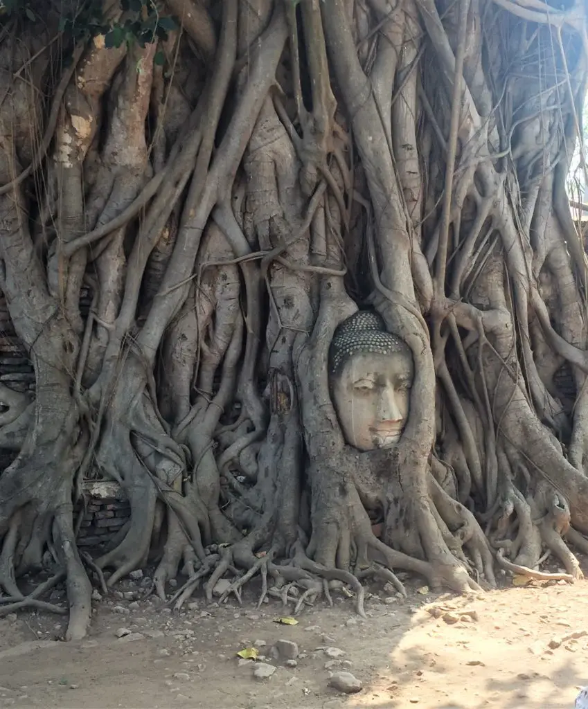 Buddha head in tree - Ayutthaya