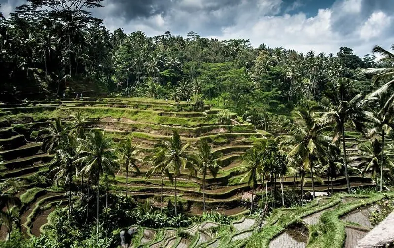 Tegallalang Rice Terraces Bali Indonesia