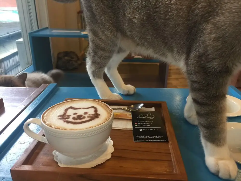 cats and coffee