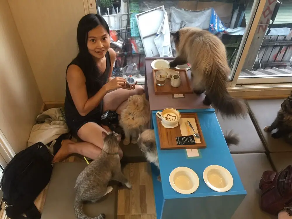 cat cafe chiang mai thailand
