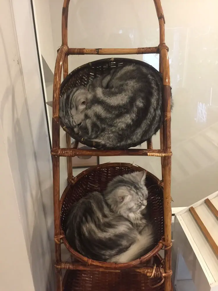 cats sleeping in baskets