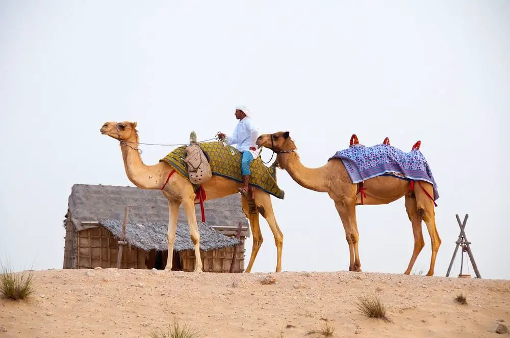 Dubai Camel Tour