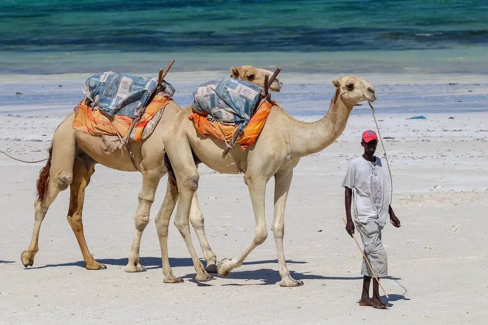 A pair of camels walking along Diani Beach in Kenya