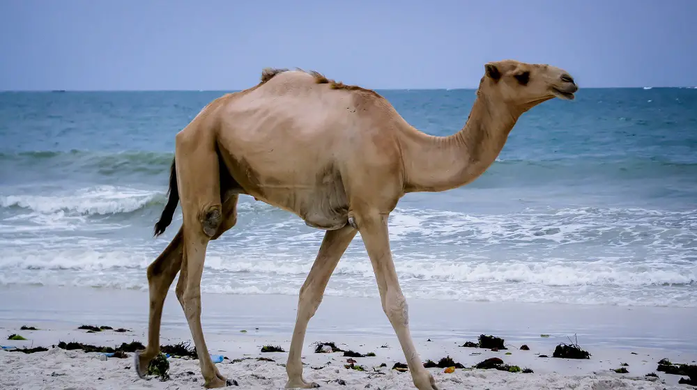 Mombasa beach camel ride